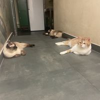   at Katzentempel - München in Munich