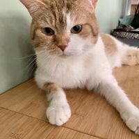   at Katzentempel - München in Munich