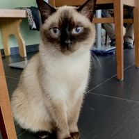   at Katzentempel - München in Munich