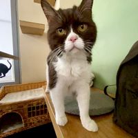   at Katzentempel - München in Munich