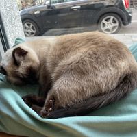   at Katzentempel - München in Munich