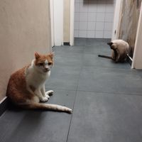  at Katzentempel - München in Munich