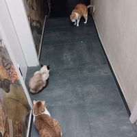  at Katzentempel - München in Munich