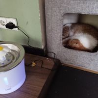  at Katzentempel - München in Munich