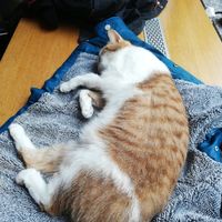  at Katzentempel - München in Munich