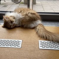   at Katzentempel - München in Munich