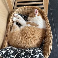   at Katzentempel - München in Munich