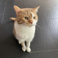   at Katzentempel - München in Munich