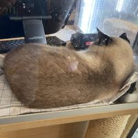   at Katzentempel - München in Munich