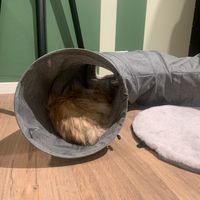  at Katzentempel - München in Munich