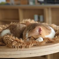   at Katzentempel - München in Munich