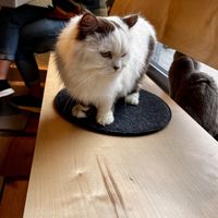   at Katzentempel - München in Munich