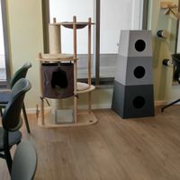 Cat area at Katzentempel - München in Munich