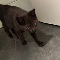 Cute baby kitten!  at Katzentempel - München in Munich