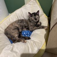 Cute new furriend 😻  at Katzentempel - München in Munich