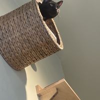   at Katzentempel - München in Munich