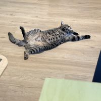   at Katzentempel - München in Munich