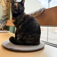   at Katzentempel - München in Munich