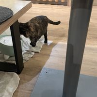   at Katzentempel - München in Munich