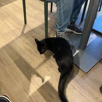 cat 😍  at Katzentempel - München in Munich