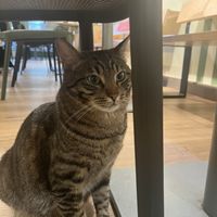 A cat😄 at Katzentempel - München in Munich