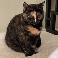   at Katzentempel - München in Munich