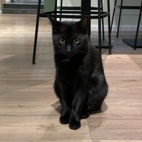   at Katzentempel - München in Munich