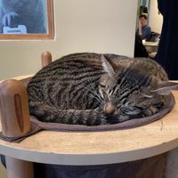   at Katzentempel - München in Munich