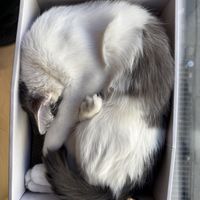cat in a box  at Katzentempel - München in Munich