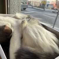 cozy cat  at Katzentempel - München in Munich