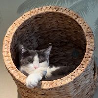 hello hello  at Katzentempel - München in Munich