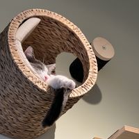 Katze  at Katzentempel - München in Munich