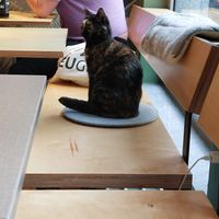  at Katzentempel - München in Munich