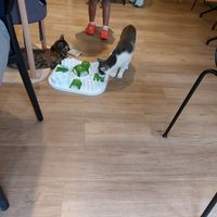  at Katzentempel - München in Munich