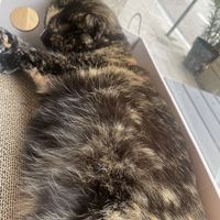   at Katzentempel - München in Munich