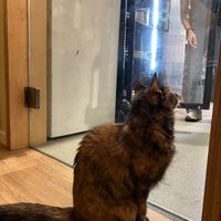  at Katzentempel - München in Munich