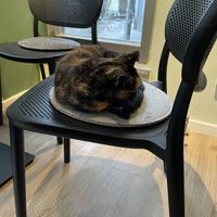 Cat  at Katzentempel - München in Munich