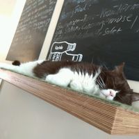 Balou at Katzentempel - München in Munich