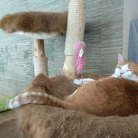 Jack at Katzentempel - München in Munich