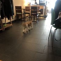 glorious cat at Katzentempel - München in Munich