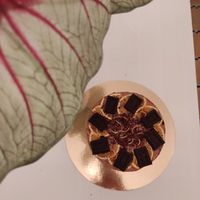  at Vegan Cheesecake Barcelona - Delivery in Barcelona