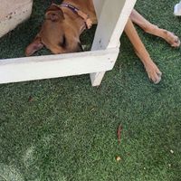   at Riviera Punta Cana in Punta Cana