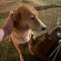 Friendly vaccinated street dogs 🐶   at Smoke & Bitters in Dikwella