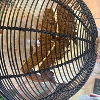   at Snowdrop Coffee Shop in Norwich