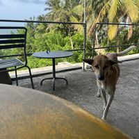 Street dog called Jupiter (vaccinated)   at Mond in Dikwella