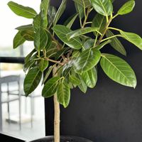 Really nice plants and venue  at The Woods Restaurant in Denver