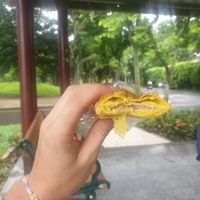 Mushroom corn pie 7/10 at Ijysheng (Xinyi Branch) - 一之軒 信義永康店 in Taipei