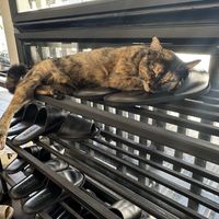 The restaurant shoes are so comfy they have been approved by the local cat! 🐈   at Vegan Mahanakhon in Bangkok