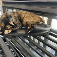 The restaurant shoes are so comfy they have been approved by the local cat! Really! 😹  at Vegan Mahanakhon in Bangkok