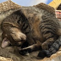 Sleepy cat   at Mačkafé in Bratislava